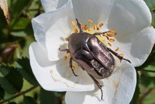 Réf. 231 119 : Potosia cuprea
